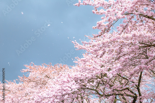 cherry blossom with gray cloudy sky and wind blowing 