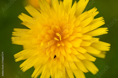 Close Up of Smooth Mountain Dandelion And The Multiple Petals That Form The Shape