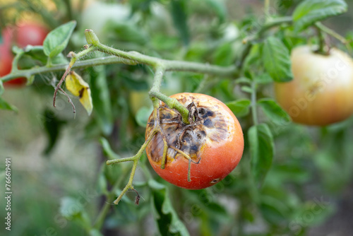 фотографія Sick, spoiled tomatoes with spots grow on the bush