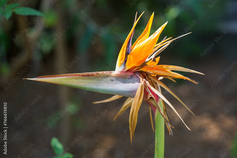 flower of paradise