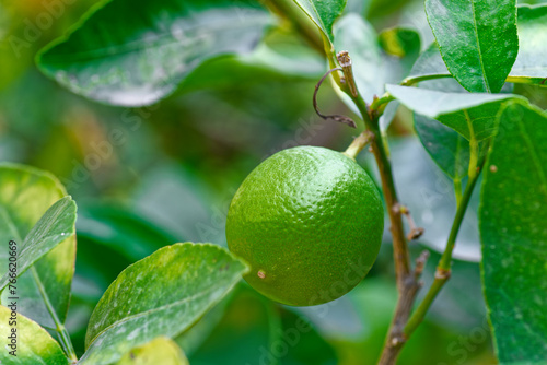 Close-up of unripe green mandarin grows on a tree in the garden