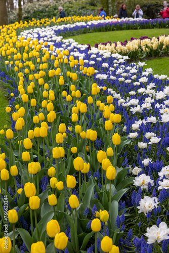  Tulips and blue muscari blooming n the Keukenhof Garden in Lisse  Holland  Netherlands.