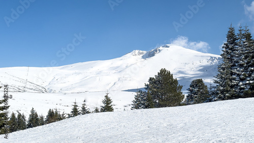 pine trees in the foreground snowy landscape from Uludag in the background © ERDAL SEKER