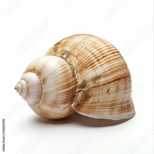 shell, sea, isolated, seashell, white, nature, beach, spiral, ocean, conch, mollusk, animal, marine, snail, object, shells, shellfish, macro, summer, tropical, brown, water, life, aquatic, close-up