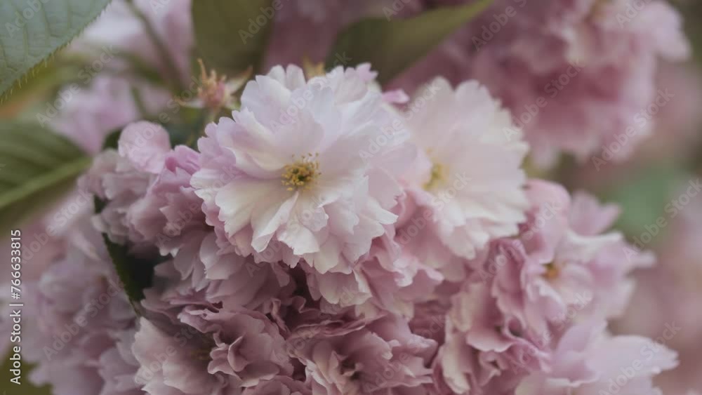 A close up view shot of Japanese pink cherry tree in blossom. A close up view shot of Japanese pink cherry tree in blossom.