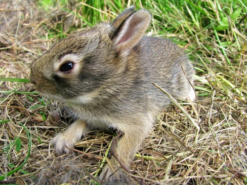 baby cottontail rabbit photo