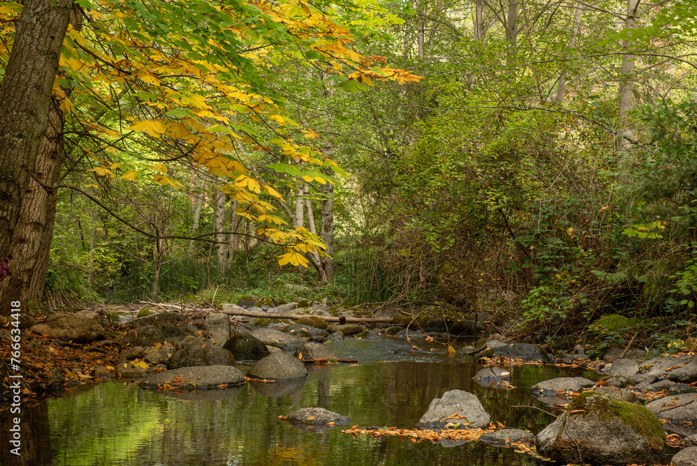 Creek in Lithia Park with Autumn colors from aesculus hippocastanum, horse chestnut, Asland, Oregon Creek in Lithia Park with Autumn colors from aesculus hippocastanum, horse chestnut, Asland, Oregon
