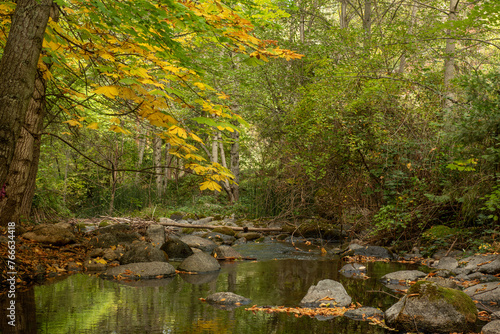 Obraz na plátne Creek in Lithia Park with Autumn colors from aesculus hippocastanum, horse chest