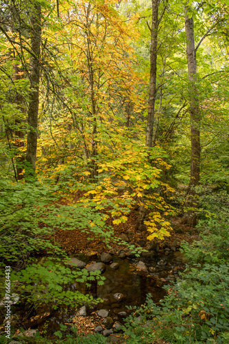 Creek in Lithia Park with Autumn colors from aesculus hippocastanum, horse chestnut, portrait orientation