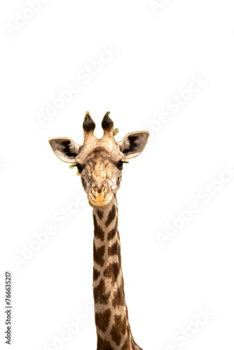 Portrait of a lone giraffe against white background