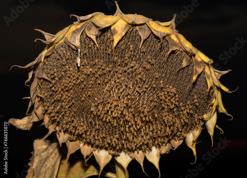Fotografie Helianthus, sunflower close-up