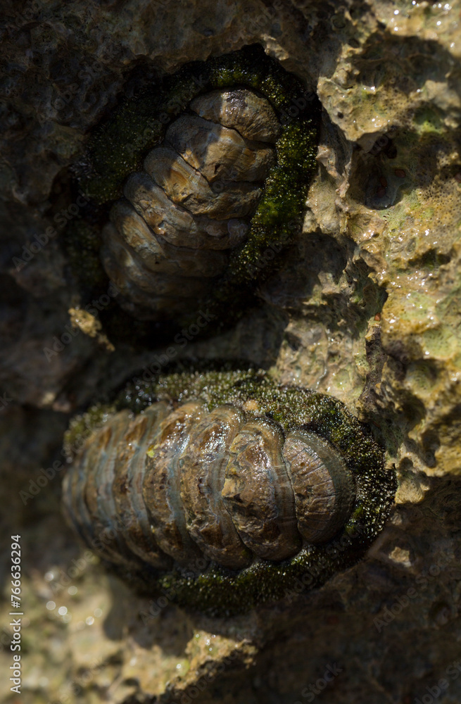 Acanthopleura haddoni, tropical species of chiton. The fauna of the Red Sea. A marine molluscs on a rock. Acanthopleura haddoni, tropical species of chiton. The fauna of the Red Sea. A marine molluscs on a rock.