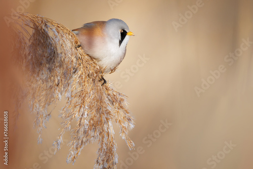 The bearded reedling - Panurus biarmicus is a small, long-tailed passerine bird found in reed beds near water. photo