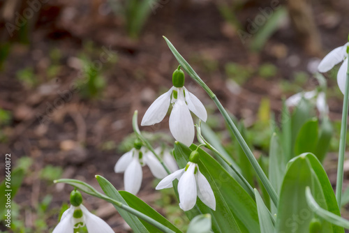 Przebiśniegi (Galanthus nivalis) kwitnące białe kwiaty na kwietniku.Wczesna wiosna. Jedna z pierwszych roślin kwitnących w roku, przebiśnieg - roślina z rodziny amarylkowatych.