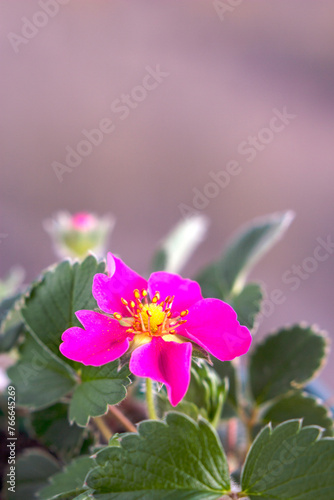 toscana strawberry pink flower with yellow petals and a yellow center