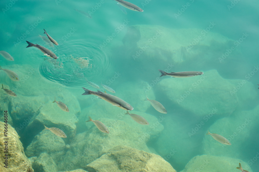 Fototapeta premium Tropical fish in sea water as background.