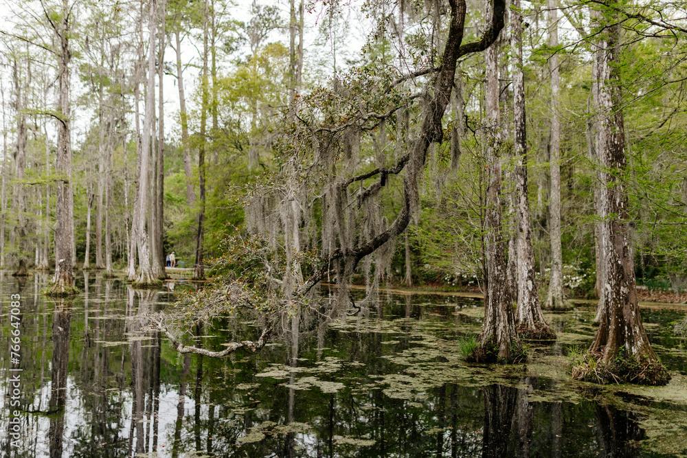 Beautiful landscape in a swamp with cypress trees with Spanish moss, aerial roots and alligators. Cypress Garden, Charleston, South Carolina, USA Beautiful landscape in a swamp with cypress trees with Spanish moss, aerial roots and alligators. Cypress Garden, Charleston, South Carolina, USA