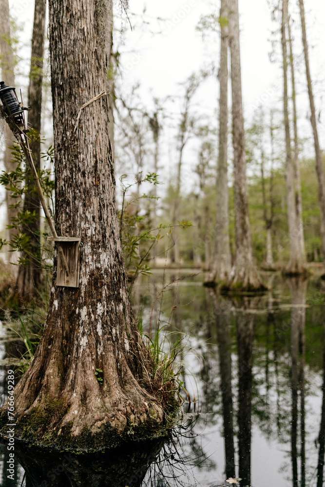 Beautiful landscape in a swamp with cypress trees with Spanish moss, aerial roots and alligators. Cypress Garden, Charleston, South Carolina, USA Beautiful landscape in a swamp with cypress trees with Spanish moss, aerial roots and alligators. Cypress Garden, Charleston, South Carolina, USA