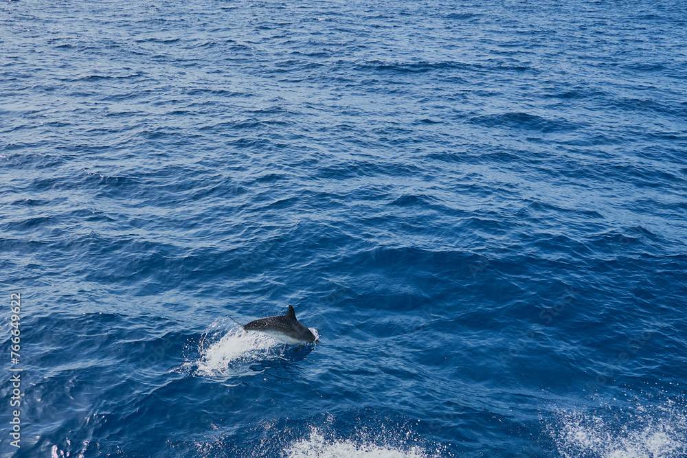 Dolphin in the sea as a background. Dolphin in the sea as a background.