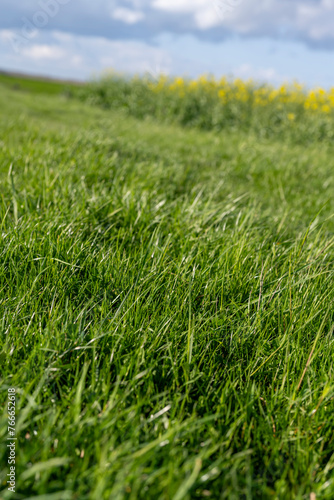herbe haute au printemps dans un champs