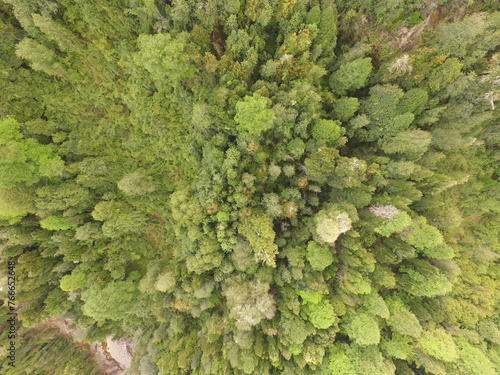 Forest from the air © francisca