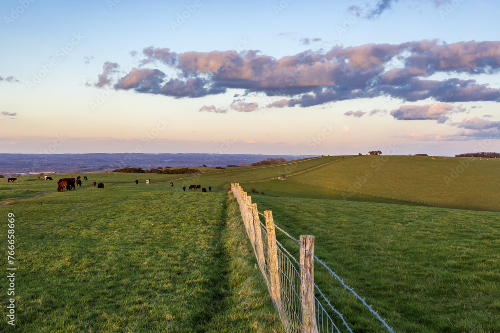 Cows grazing on Ditchling Beacon in Sussex, with evening light