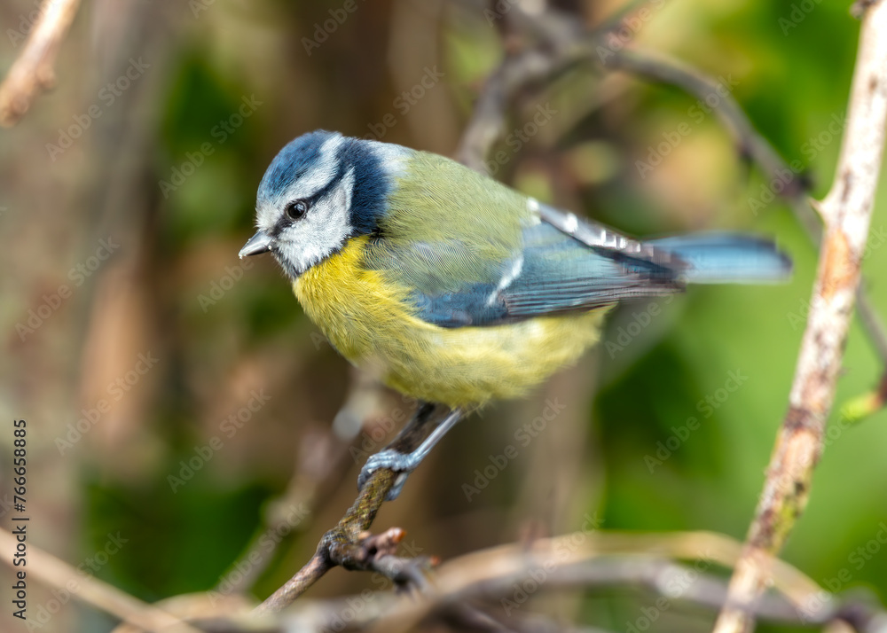 Obraz premium Blue Tit (Cyanistes caeruleus) - Found throughout Europe and parts of Asia