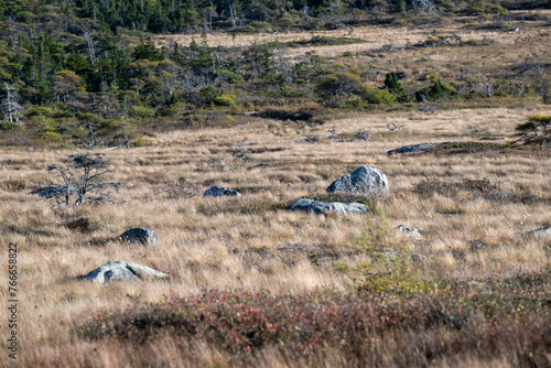 A wide area of arctic tundra with dwarf shrubs, moss, plants, grass, sedges, organic materials and rocky coastline. The cold barren land is plain and treeless vegetation. The sky is cloudy blue. photo
