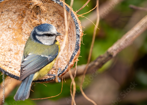 Blue Tit (Cyanistes caeruleus) - Found throughout Europe and parts of Asia