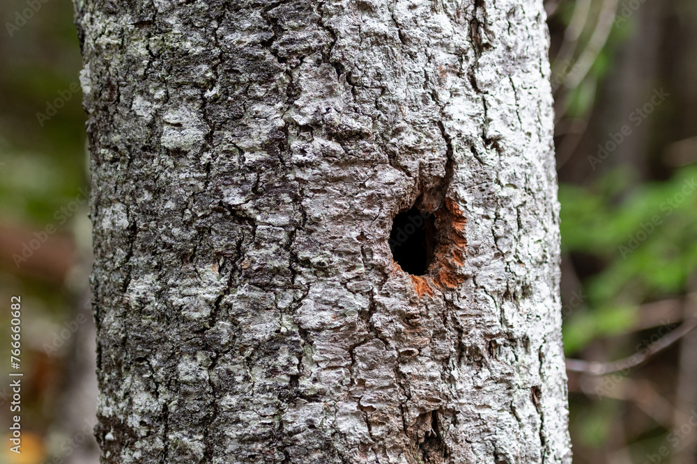 An old dead hollow evergreen tree in the forest with grey coloured dry bark. There's a deep hole in the tree in the shape of a circle. A woodpecker has hollowed out the center of the tree for nesting. An old dead hollow evergreen tree in the forest with grey coloured dry bark. There's a deep hole in the tree in the shape of a circle. A woodpecker has hollowed out the center of the tree for nesting.