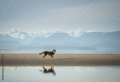 dog walking on the beach with mountains in the background