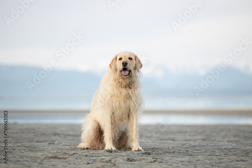 dog on the beach with mountains in the background © Sharon