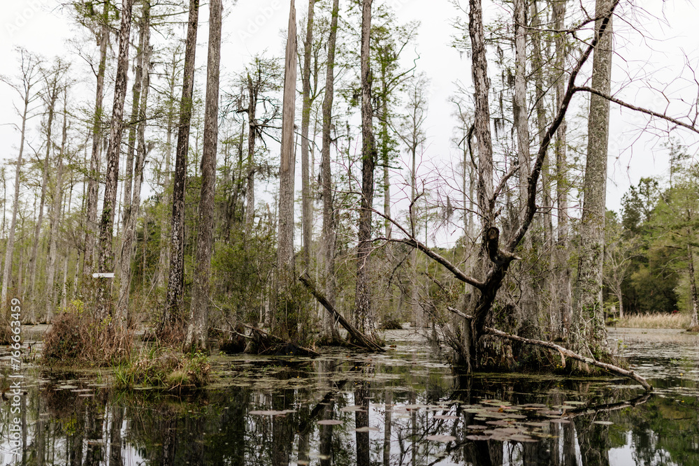 Obraz premium Beautiful landscape in a swamp with cypress trees with Spanish moss, aerial roots and alligators. Cypress Garden, Charleston, South Carolina, USA