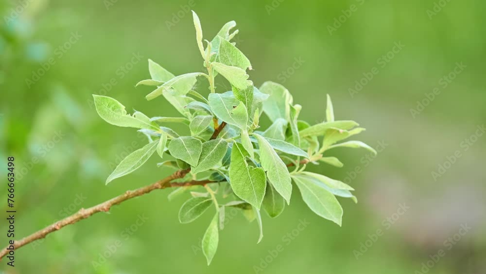 Salix cinerea (common sallow, grey sallow, grey willow, grey-leaved sallow, large grey willow, pussy willow, rusty sallow ) is willow native to Europe and western Asia. Salix cinerea (common sallow, grey sallow, grey willow, grey-leaved sallow, large grey willow, pussy willow, rusty sallow ) is willow native to Europe and western Asia.