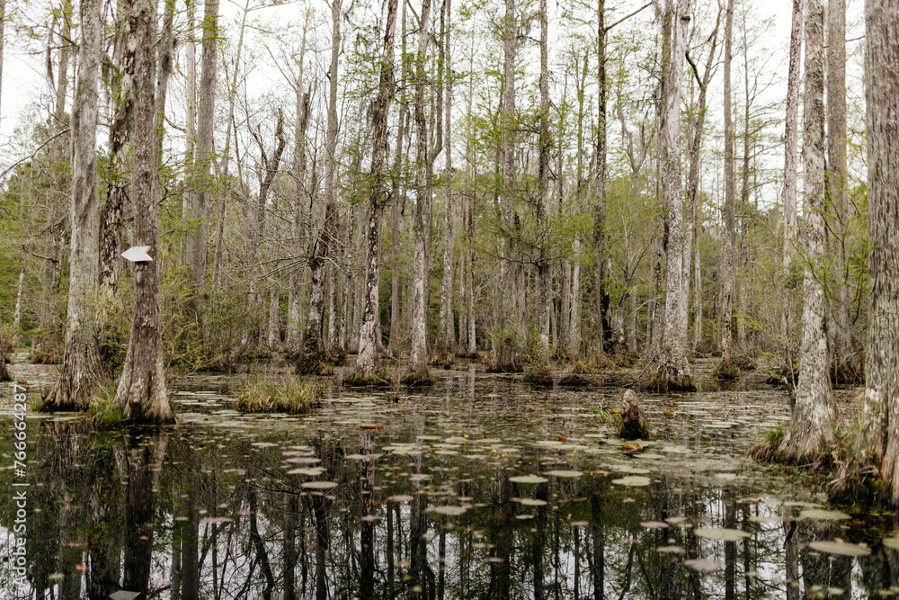 Beautiful landscape in a swamp with cypress trees with Spanish moss, aerial roots and alligators. Cypress Garden, Charleston, South Carolina, USA Beautiful landscape in a swamp with cypress trees with Spanish moss, aerial roots and alligators. Cypress Garden, Charleston, South Carolina, USA