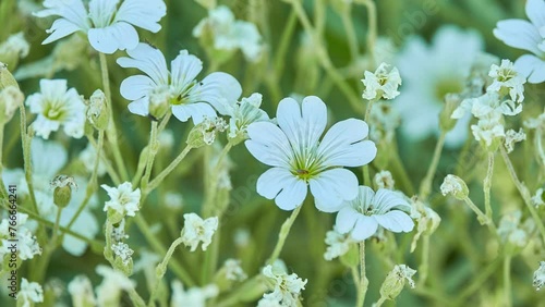 Cerastium tomentosum (snow-in-summer) is herbaceous flowering plant and member of family Caryophyllaceae. It is generally distinguished from other species of its genus by 