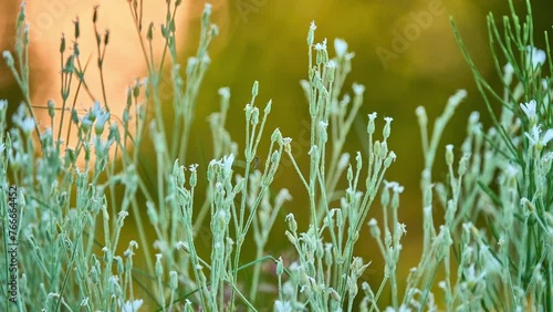 Artemisia tridentata, commonly called big sagebrush, : 264 Great Basin sagebrush : 264 or (locally) simply sagebrush, is aromatic shrub from family Asteraceae photo