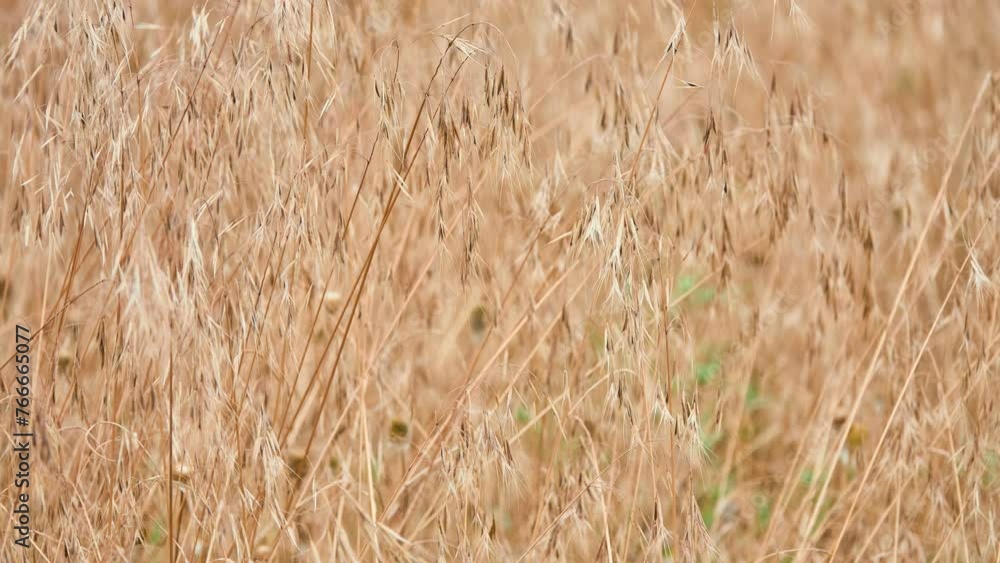 Empty oats, or wild oats (Avena fatua) - an annual plant, a species of the genus Oats of the Cereals family, or Poaceae, is a malignant weed of cereals. Empty oats, or wild oats (Avena fatua) - an annual plant, a species of the genus Oats of the Cereals family, or Poaceae, is a malignant weed of cereals.