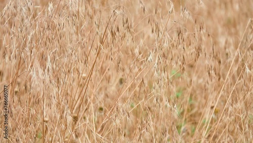 Empty oats, or wild oats (Avena fatua) - an annual plant, a species of the genus Oats of the Cereals family, or Poaceae, is a malignant weed of cereals. photo