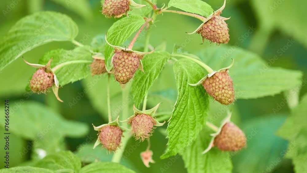 Rubus idaeus (raspberry, also called red raspberry or occasionally ...