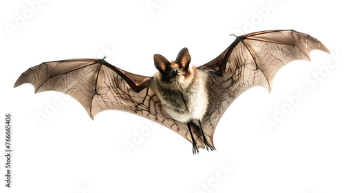 Bat in flight, cut out
