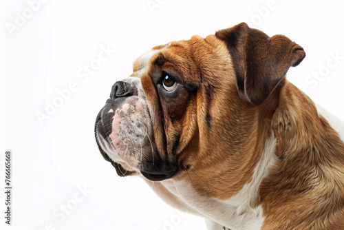 Portrait of a dog on white background © Chebix