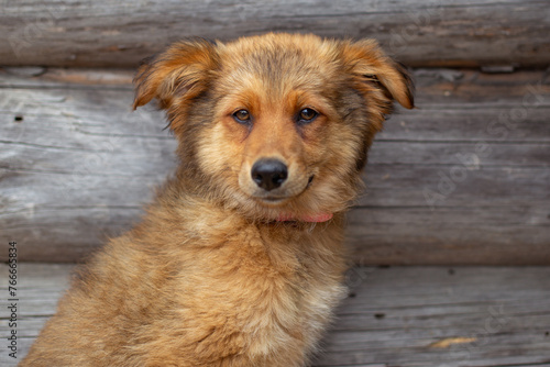 red sad dog on the background of a wooden wall