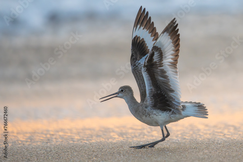 Eastern Willet photo