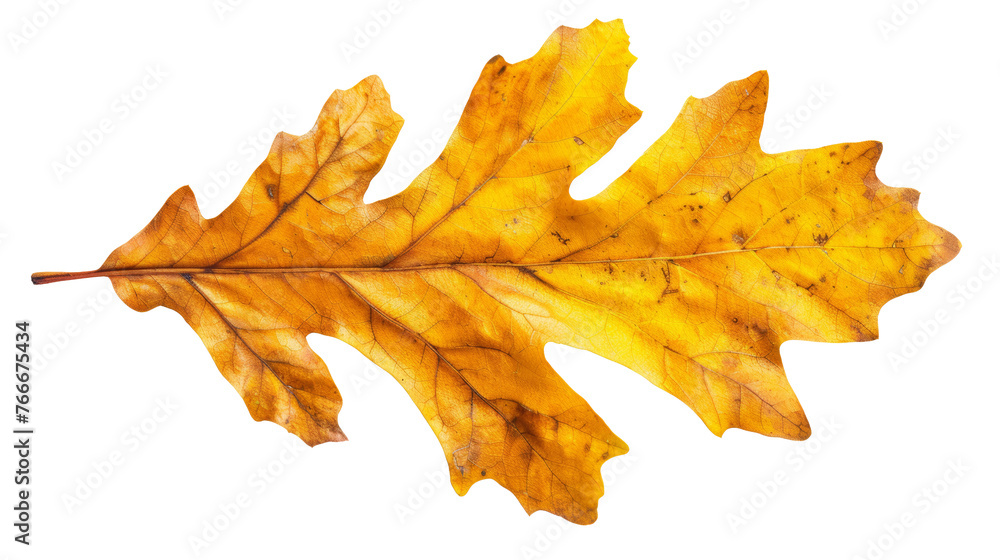 A single yellow leaf on transparent background A single yellow leaf on transparent background