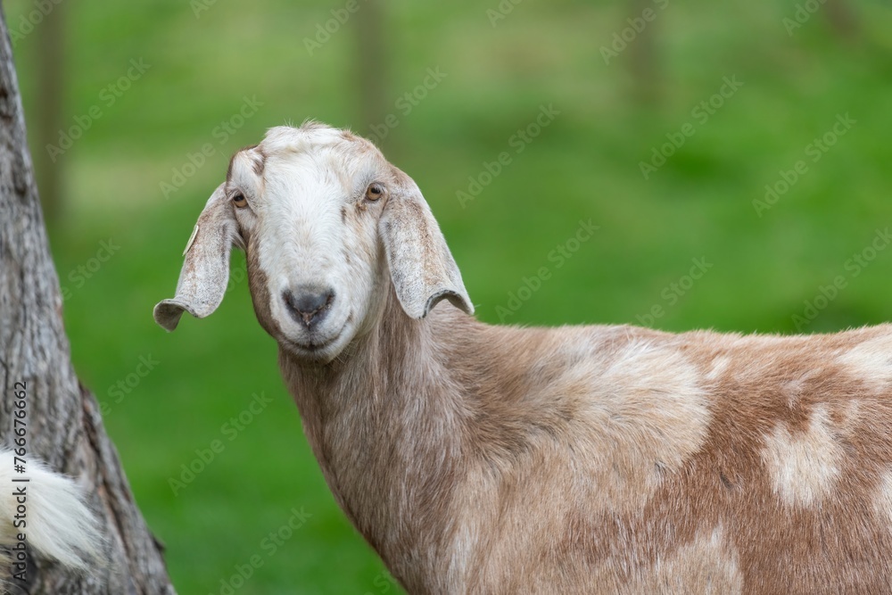Fototapeta premium Portrait of an Anglo Nubian goat