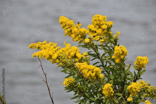 wild flower yellow bees water summer spring fall