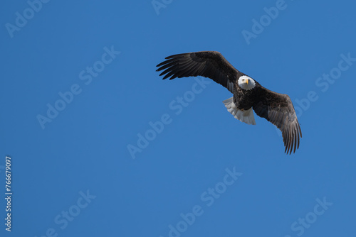 An American bald eagle in flight.