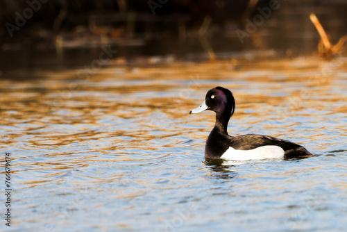 Tufted duck on the water, swimming near the reeds in Springtime, with the sun reflection on the water