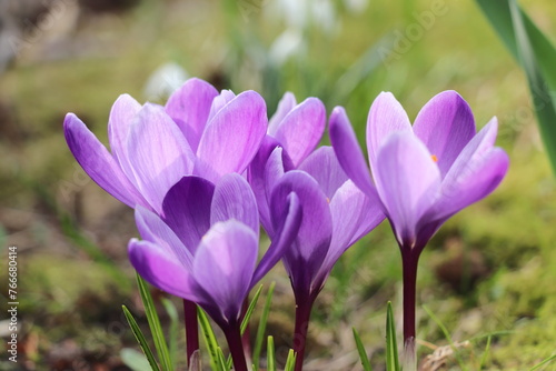 A group of white and purple crocuses